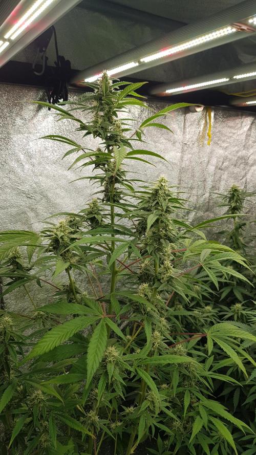 Crafting Ak47 #2. Week 6