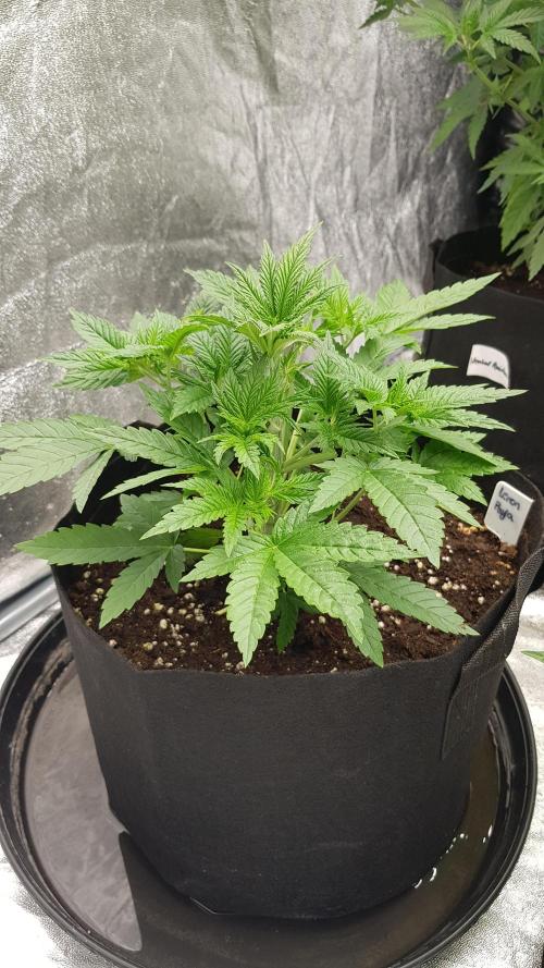 Fruity Fusion. Week 4