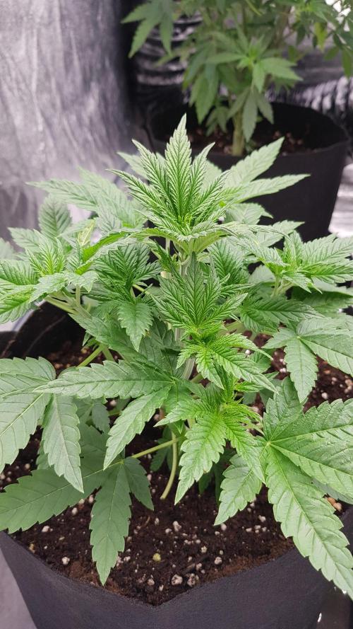 Fruity Fusion. Week 4