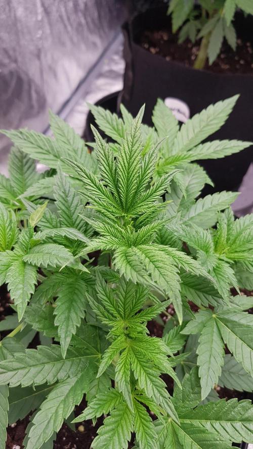 Fruity Fusion. Week 4