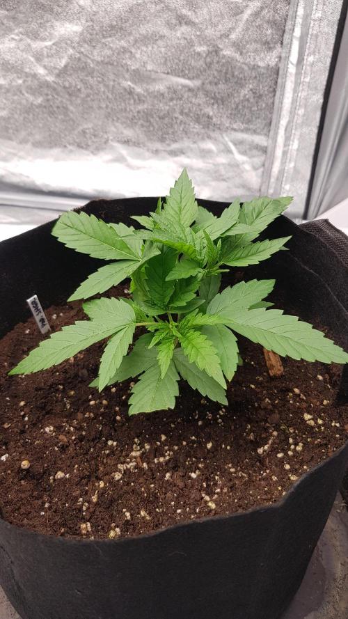 Sherbet with Paya. Week 4