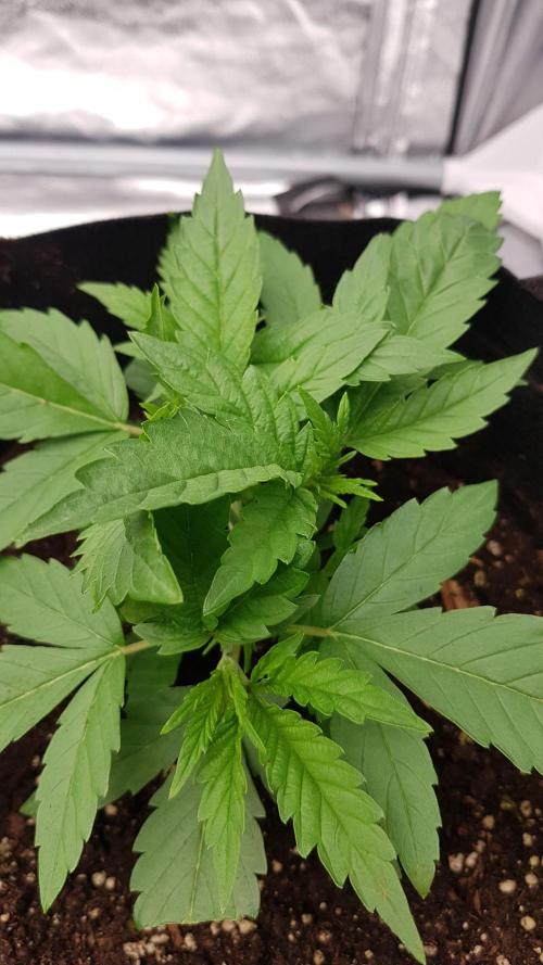 Sherbet with Paya. Week 4