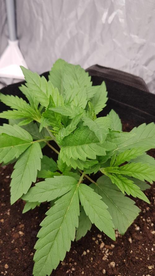 Sherbet with Paya. Week 4