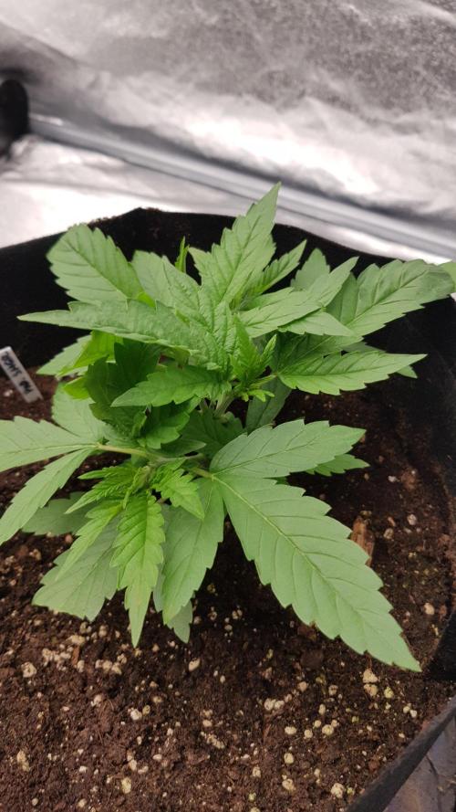 Sherbet with Paya. Week 4