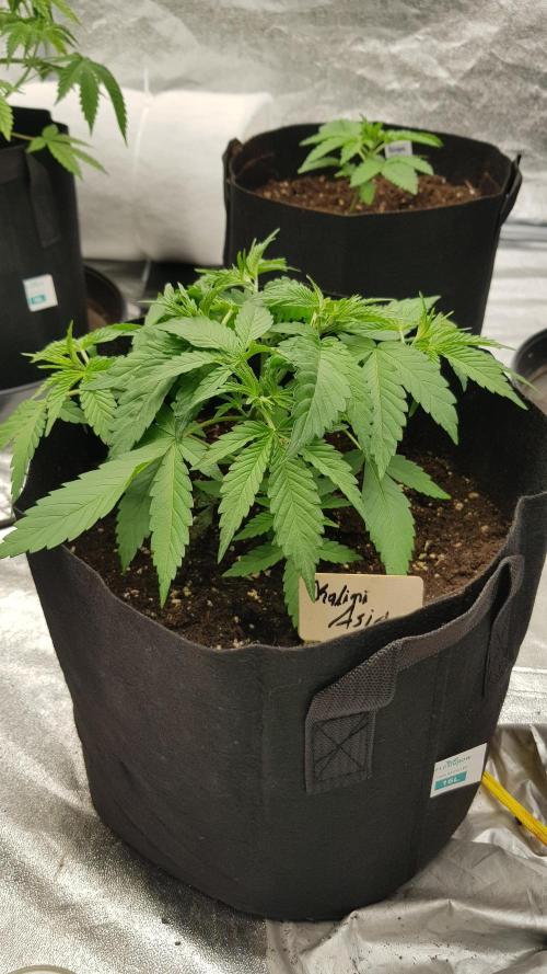 Expedition Asia. Week 4