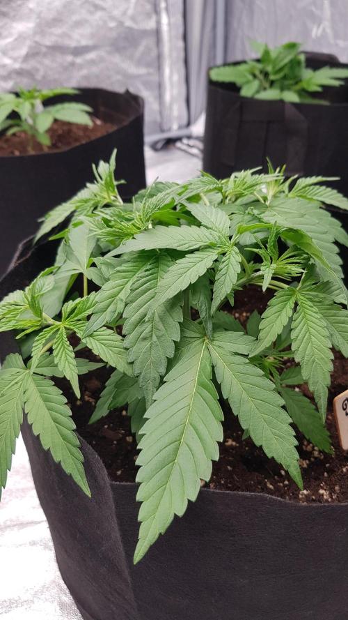 Expedition Asia. Week 4