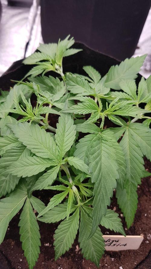 Expedition Asia. Week 4