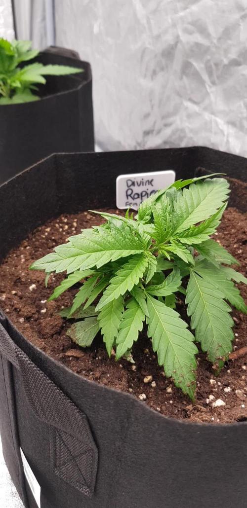 Ultimate Rapier Hunt