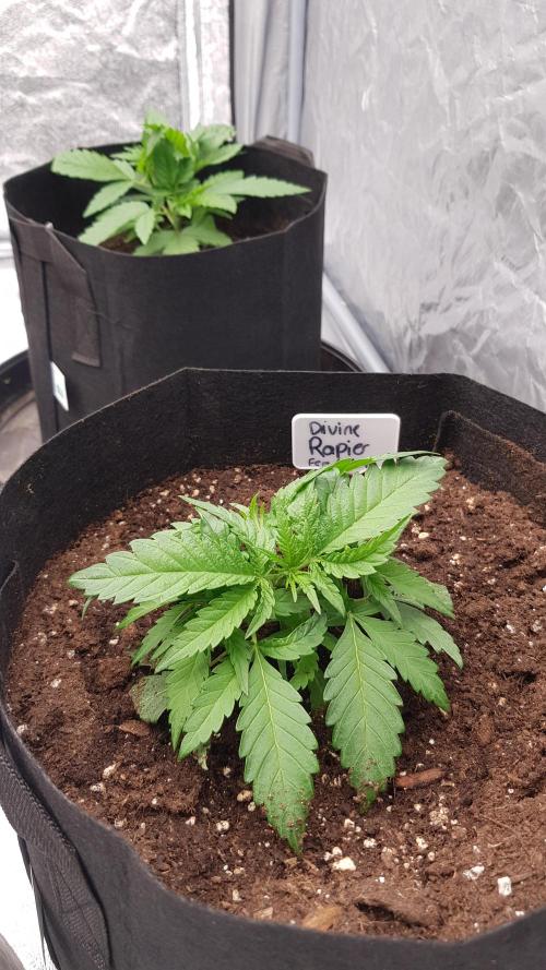 Ultimate Rapier Hunt. Week 4