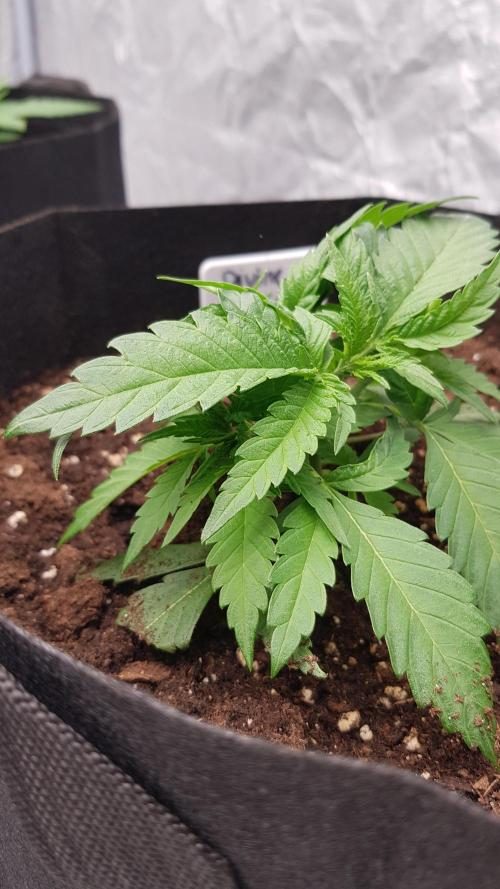 Ultimate Rapier Hunt. Week 4