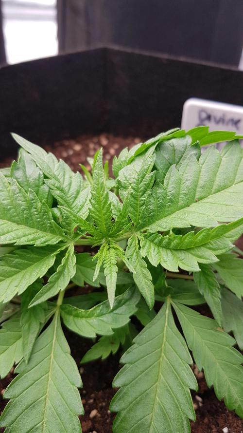 Ultimate Rapier Hunt. Week 4