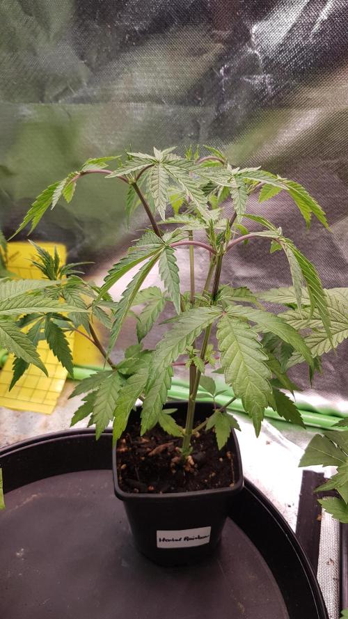 Rainbow Dreams. Week 4