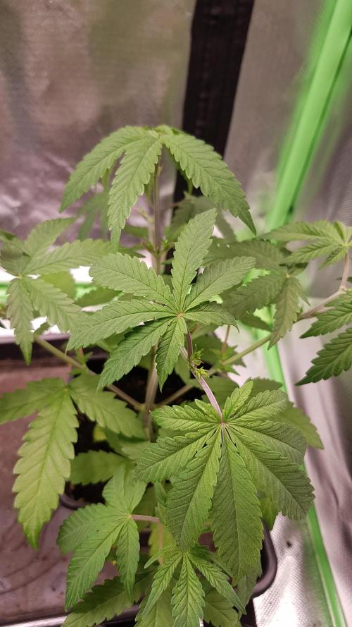 Cola Mix. Week 4