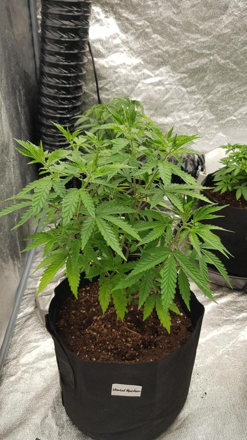 Rainbow Dreams. Week 5