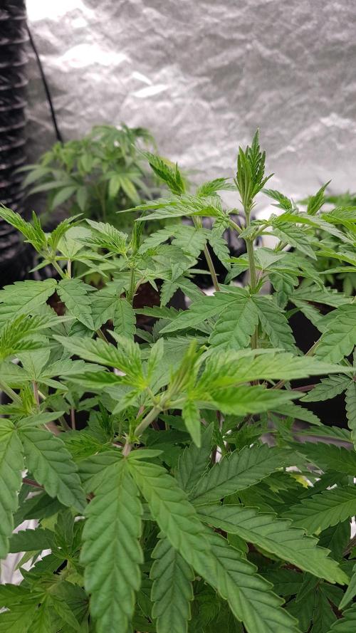 Rainbow Dreams. Week 5