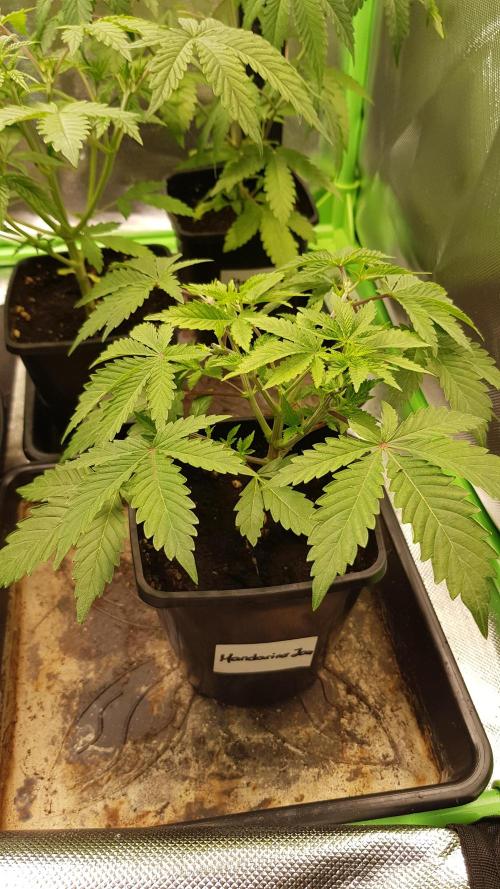 Fruity Dunk Shot. Week 4