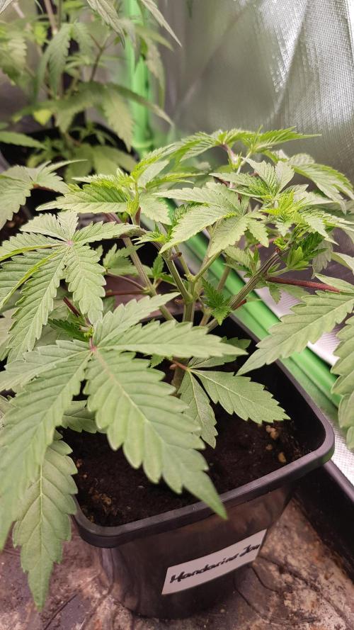 Fruity Dunk Shot. Week 4