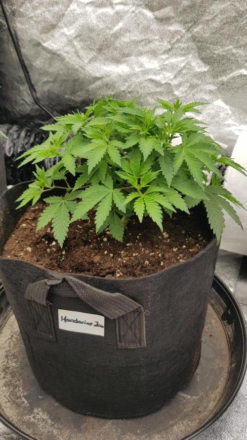 Fruity Dunk Shot. Week 5