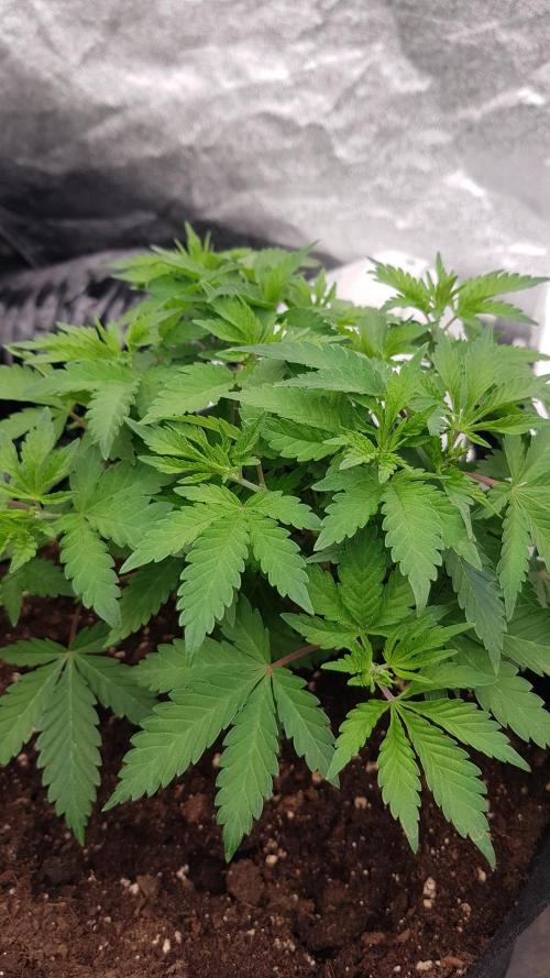 Fruity Dunk Shot. Week 5