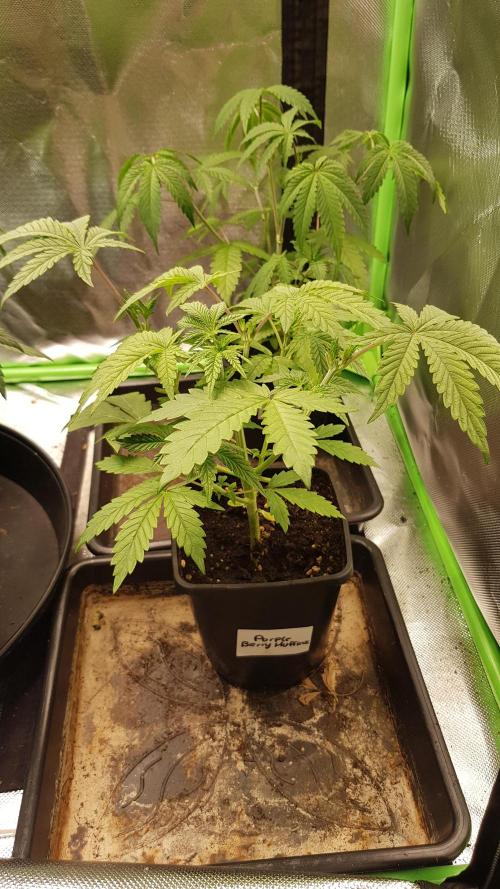 Muffinz Fusion. Week 4