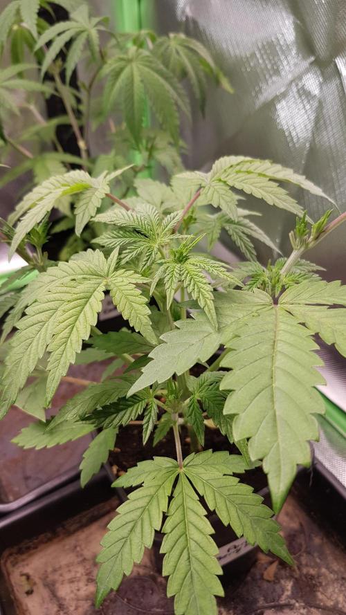 Muffinz Fusion. Week 4