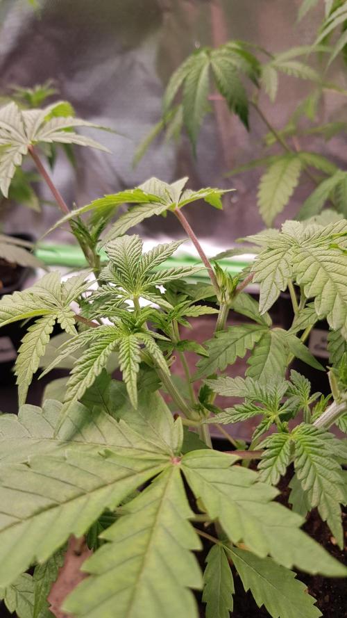 Muffinz Fusion. Week 4