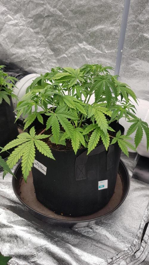 Muffinz Fusion. Week 5