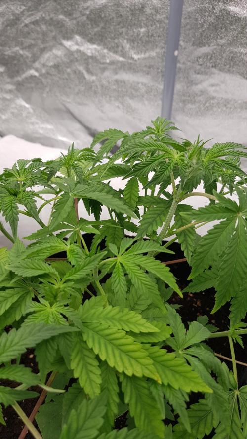 Muffinz Fusion. Week 5