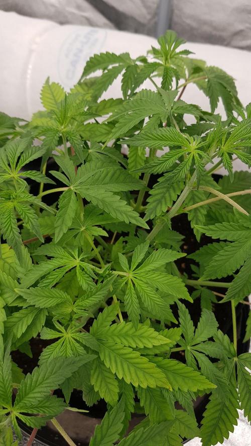 Muffinz Fusion. Week 5