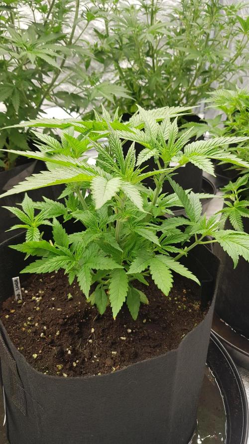 Sherbet with Paya. Week 5