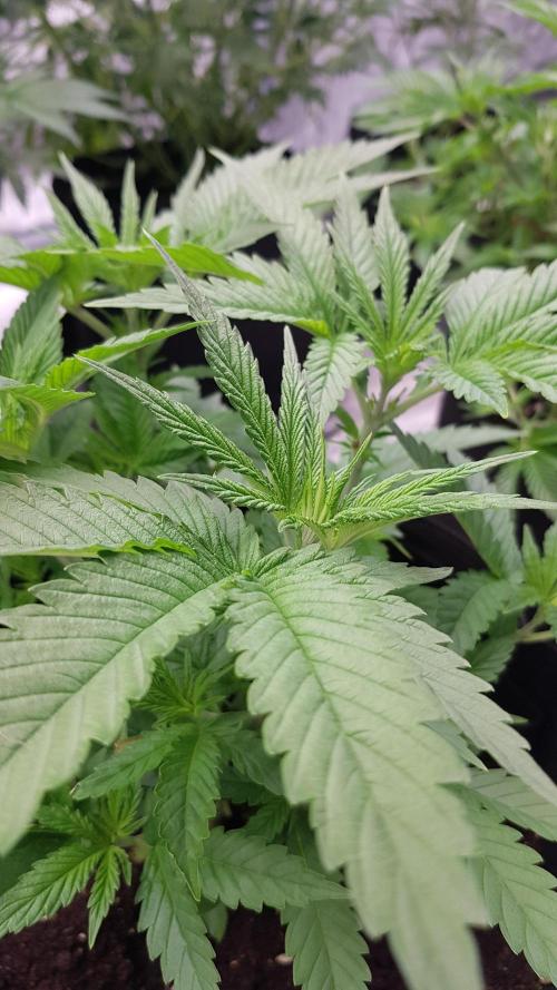 Sherbet with Paya. Week 5