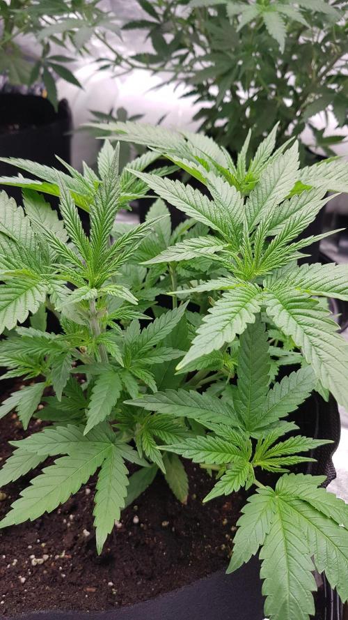 Sherbet with Paya. Week 5