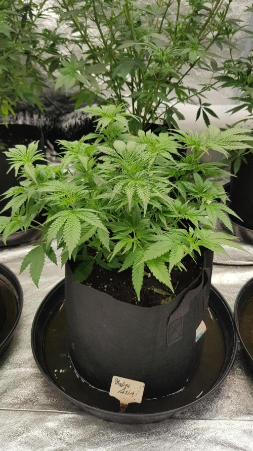 Expedition Asia. Week 5