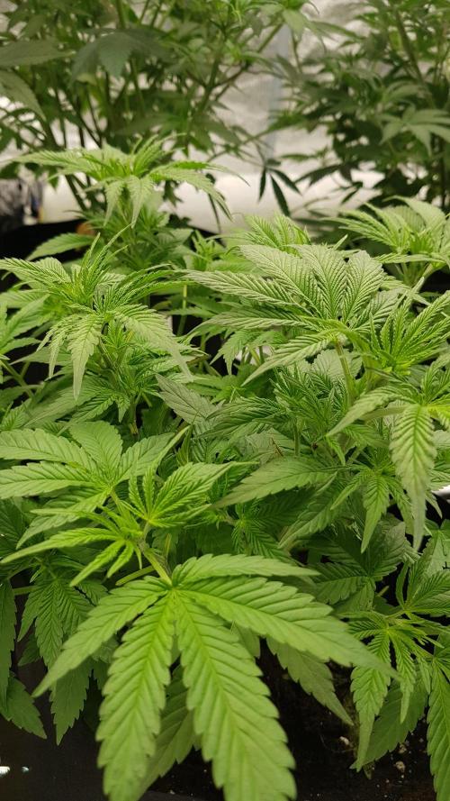 Expedition Asia. Week 5