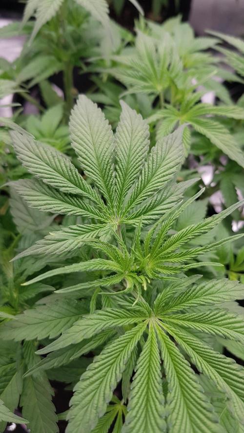 Expedition Asia. Week 5