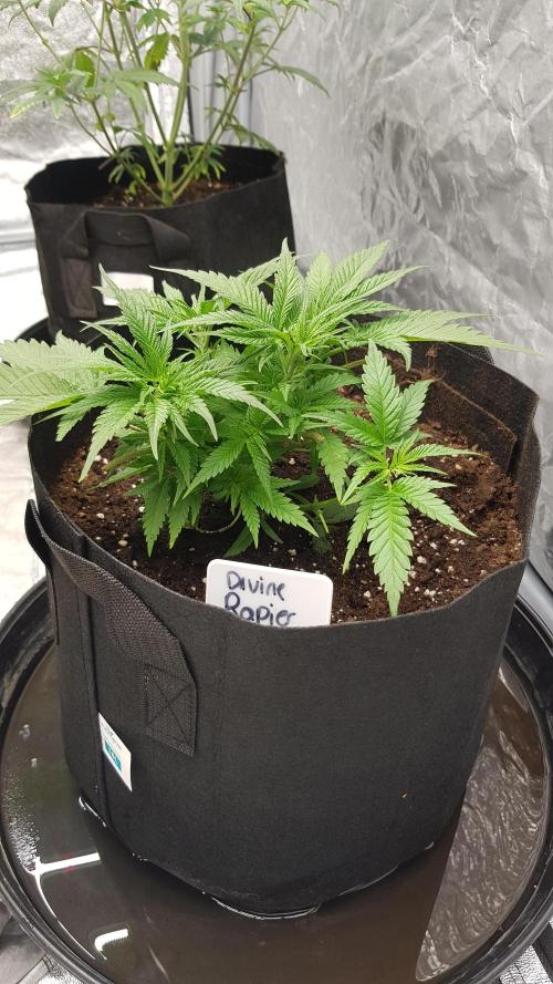 Ultimate Rapier Hunt. Week 5