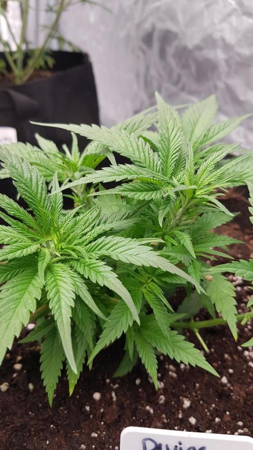 Ultimate Rapier Hunt. Week 5