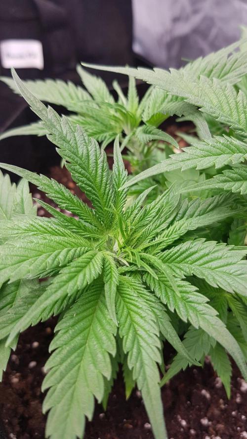 Ultimate Rapier Hunt. Week 5