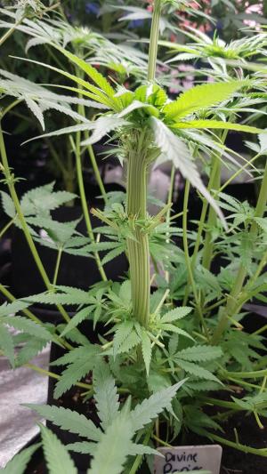 Comment by GERGrowDesigns photo #1