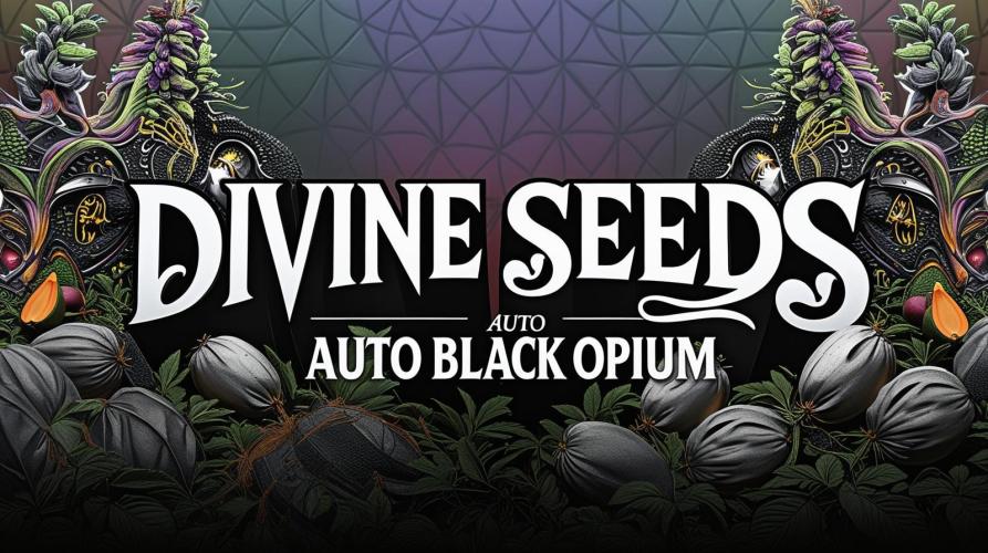 Opium goes Black #1. Week 7