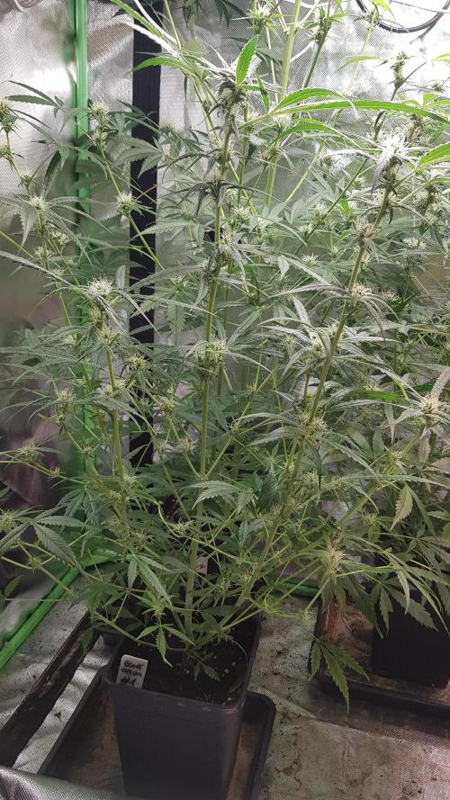 Opium goes Black #1. Week 7