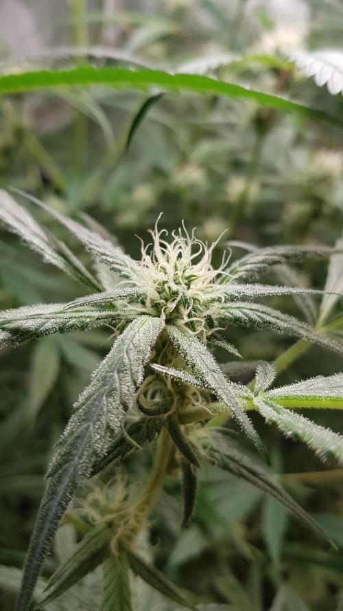 Opium goes Black #1. Week 7