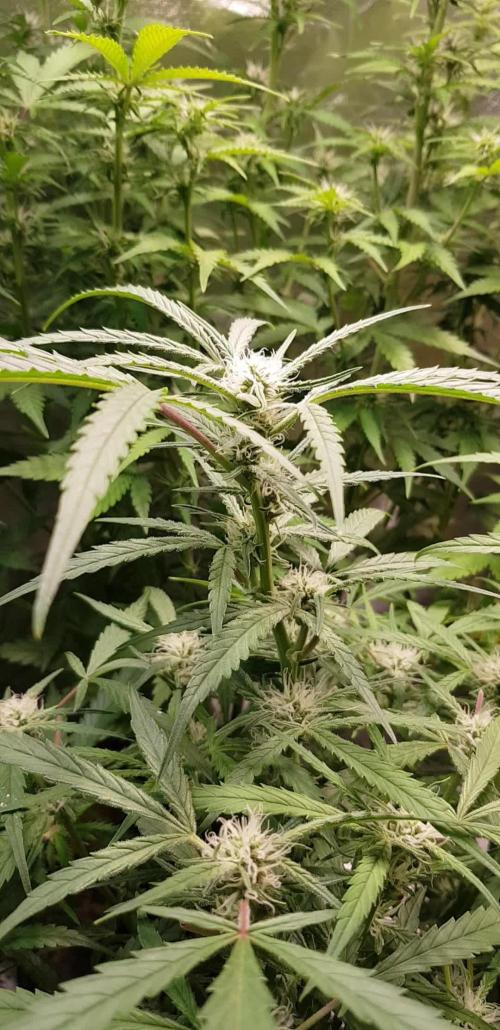 Fractal Collection #2