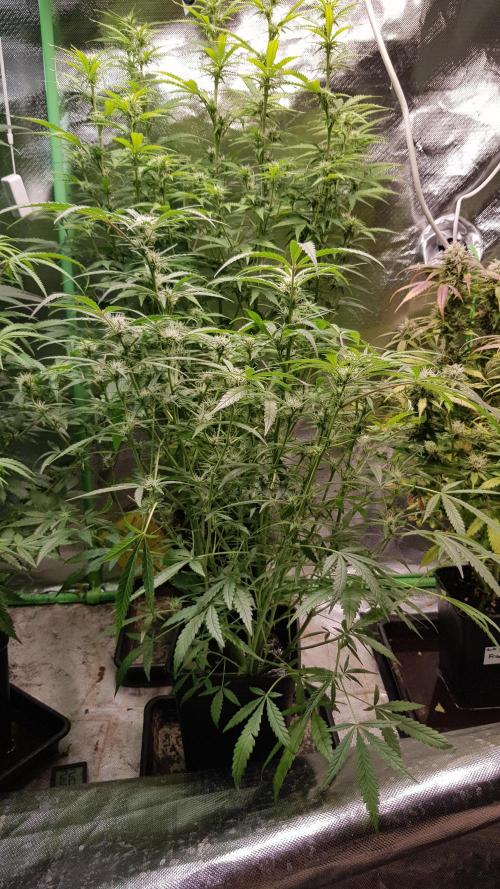 Fractal Collection #2. Week 7