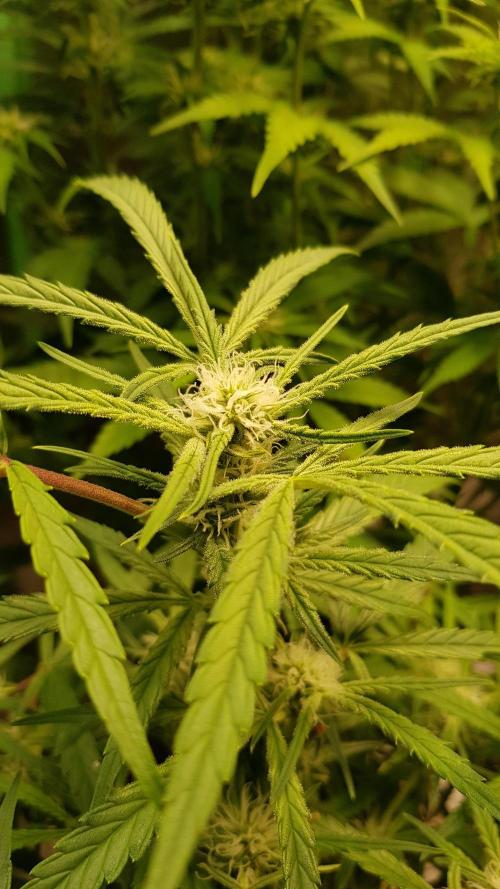 Fractal Collection #2. Week 7