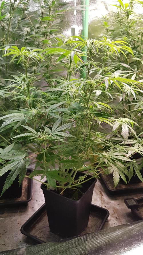 Opium goes Black #2. Week 7