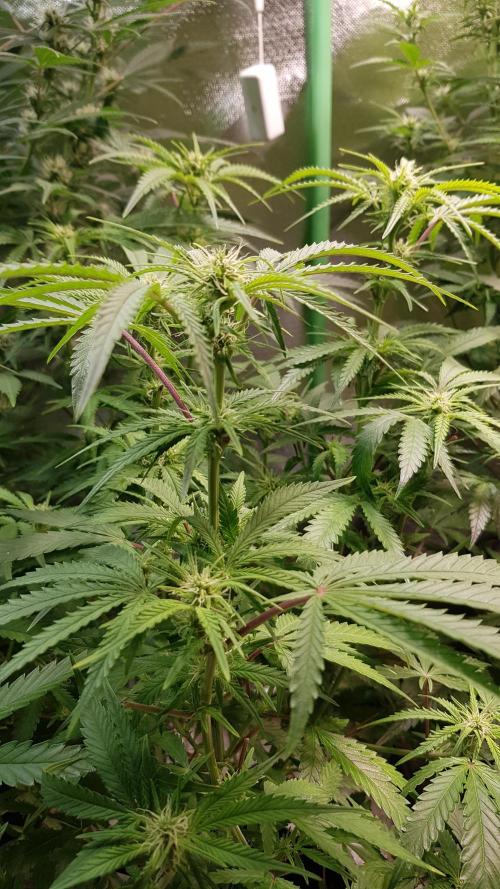 Opium goes Black #2. Week 7