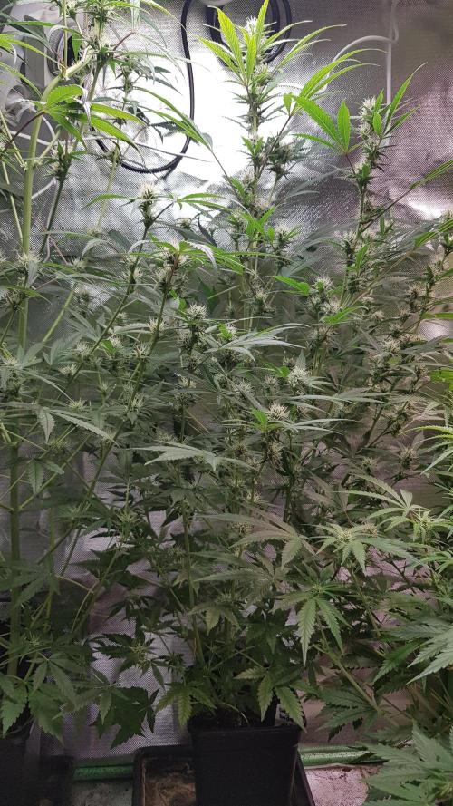 Widow Collection #2. Week 7