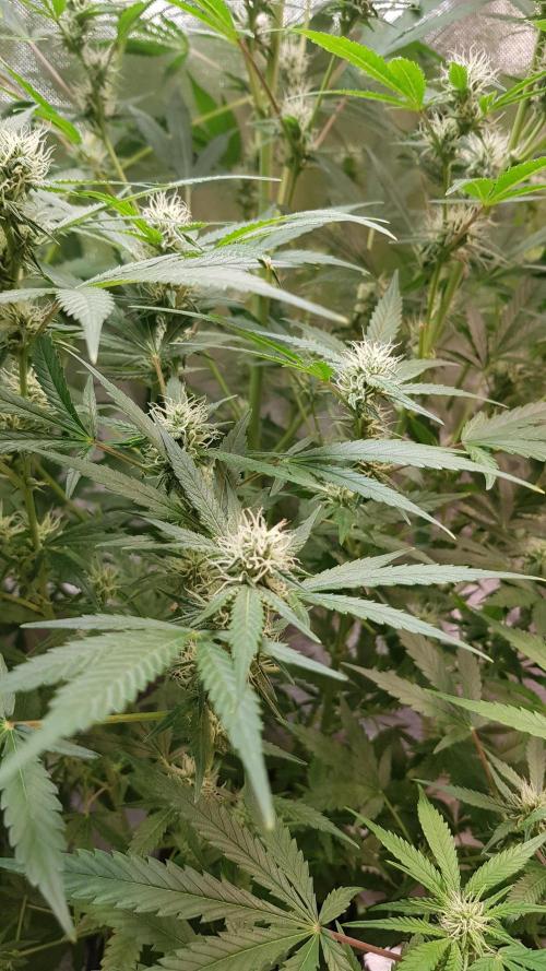 Widow Collection #2. Week 7