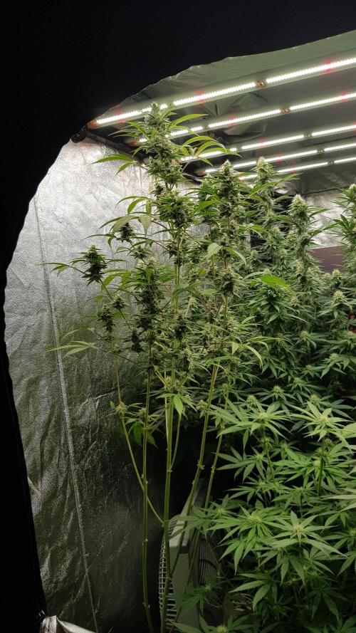 Crafting Ak47 #2. Week 7